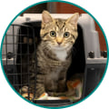 The Impact of Non-Profit Groups on Animal Welfare in Northwest Florida