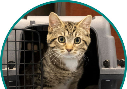 The Impact of Non-Profit Groups on Animal Welfare in Northwest Florida
